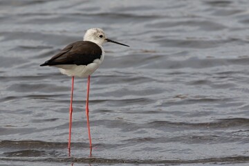 In Sallinas de Lume, on the island of Sal, lives the bird of Black Winged Stilt. It has very long red legs. Latin name Himantopus himantopus. It grows up to 40 centimeters high. Cape Verde. Salt lakes