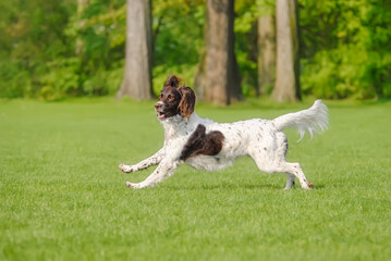 Small Münsterländer, a rare dog breed, female, running playfully across a green grass meadow, Germany 