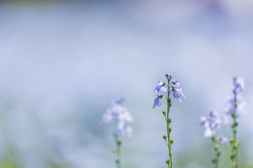 ネモフィラ畑に咲くマツバウンラン