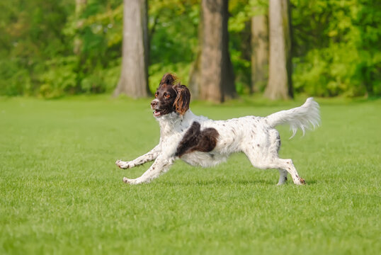Small M&uuml;nsterl&auml;nder, a rare dog breed, female, running playfully across a green grass meadow, Germany 