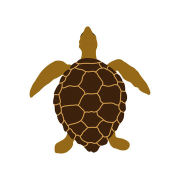 Land turtle. Reptile. Vector illustration.

