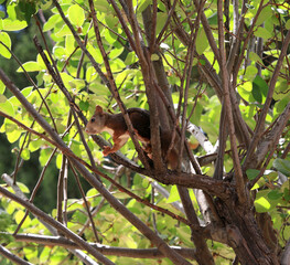 squirrel on tree
