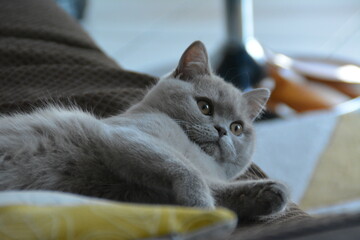 Ryô chaton british shorthair black lilac