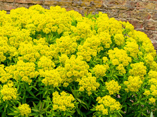 Yellow Euphorbia flowers in a walled garden