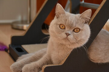Ryô chaton british shorthair black lilac