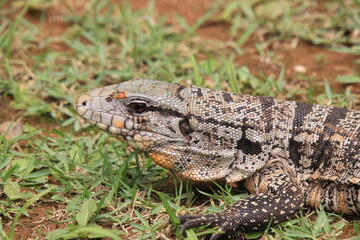 reptile