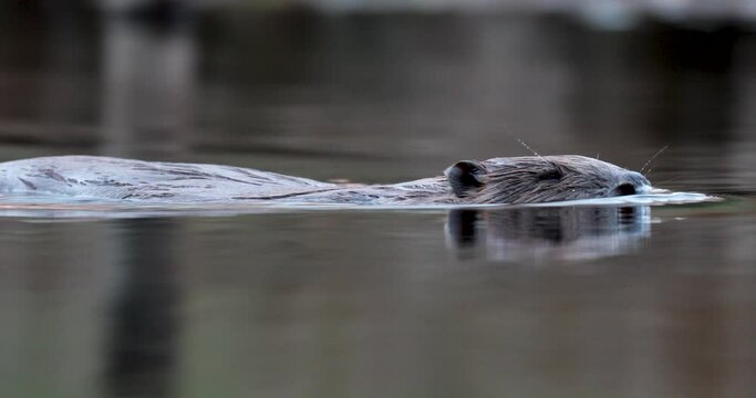 Eurasian beaver, Castor fiber, close up floating, swimming in calm pond with reflection displaying behaviour in Scotland.