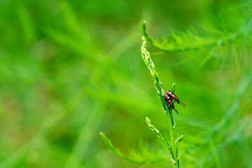Fototapeta premium Asparagus Beetles Mating on Damaged Asparagus