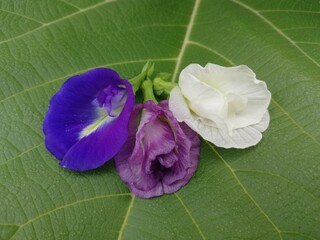 Butterfly pea flower on green leaf background.
