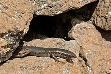Macroscincus cocteus, also called Kapverd Giant Skink, Lagarto, or Cocteau's Skink, is a species of lizard. The Sao Nicolau Island, Cachaco Village, Cape Verde Islands