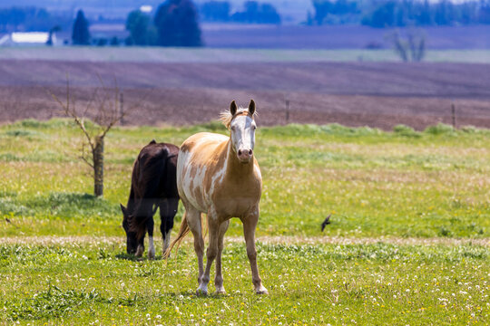 Horse in pasture A1R_6987