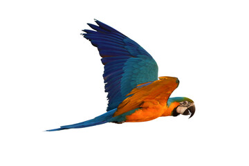 Colorful macaw parrot flying isolated on white