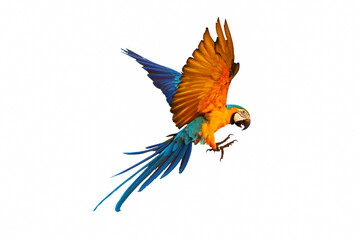Plakat Colorful macaw parrot flying isolated on white