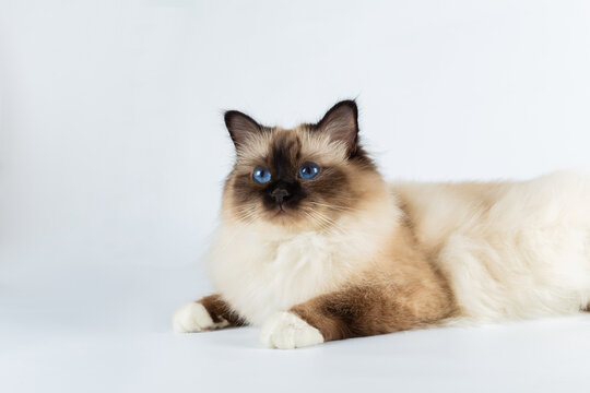 Sacred Birman Cat, birma isolated on a white background, studio photo