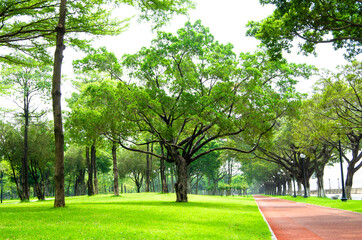 Fototapeta na wymiar Banyan trees in urban parks in China