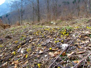 Yellow blooming coltsfoot (Tussilago farfara) next to path