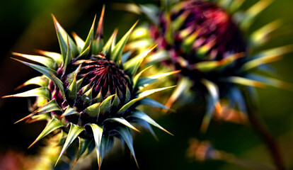 Disteln - „stachelige“ Pflanzen (Carduus nutans), Nahaufnahme,  schwarze Hintergrund