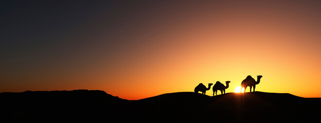 Three camels at sunset on a desert dune 3d render