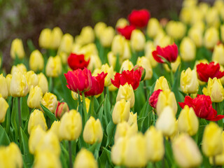 Fototapeta premium Blooming tulips. Beautiful spring flowers
