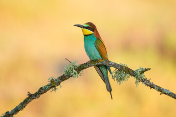 Bee-eater perched on a branch with spring background