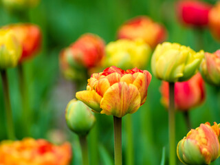 Blooming tulips. Beautiful spring flowers