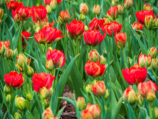 Blooming tulips. Beautiful spring flowers