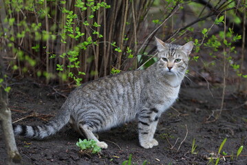 Grey tabby cat on spring land among green plants