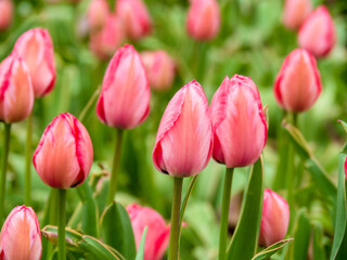 Blooming tulips. Beautiful spring flowers