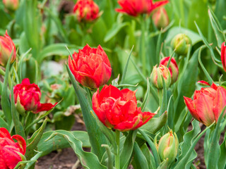 Blooming tulips. Beautiful spring flowers