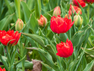 Blooming tulips. Beautiful spring flowers