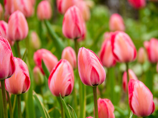 Blooming tulips. Beautiful spring flowers