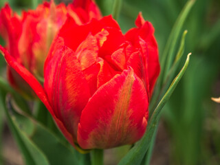 Naklejka premium Blooming tulips. Beautiful spring flowers