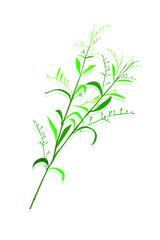 Andrographis paniculata