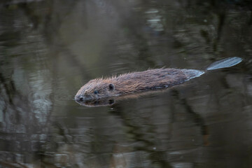 Euroasian beaver, Castor fiber, floating on a calm pond with reflection during early morning on a...
