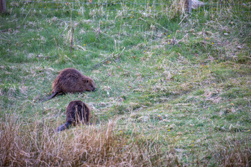 Euroasian beavers, Castor fiber, displaying behaviour eating on grass during an early spring morning in Scotland. - 432360254