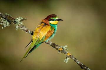 Bee-eater perched on a branch with spring background