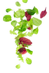 Fresh green leaves lettuce salad isolated on white background