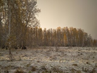 autumn with yellow leaves on trees in the forest journey in the snowfall