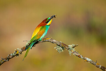 Obraz premium Bee-eater perched on a branch with spring background