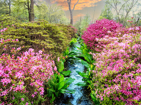 Beautiful nature in the springtime with pink flowers and a water stream in Isabella plantation of Richmond Park in London