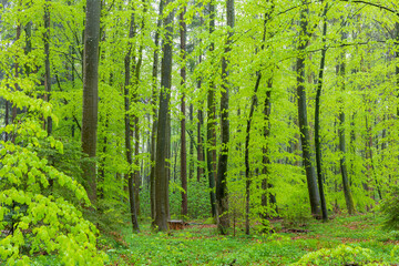 buchenwald im frühling bei regen mit frischem grün