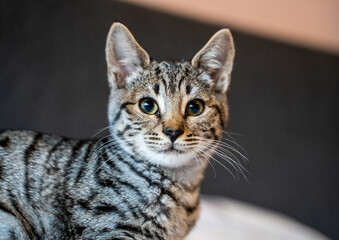 Savannah cat starring