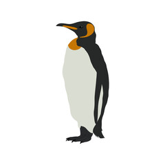 King penguin. Flightless seabird. Vector illustration.
