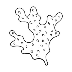 Sea coral shell pearl line art. Summer time beach shell. Vector hand drawn seashell. Nature ocean sketch mollusk. Water marine exotic animal, Scallop underwater tropical cockleshell.