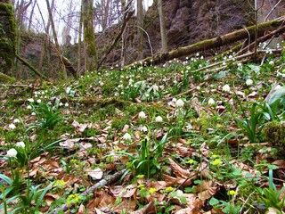 Field of white blooming spring snowflake (Leucojum vernum) flowers covering the forest floor
