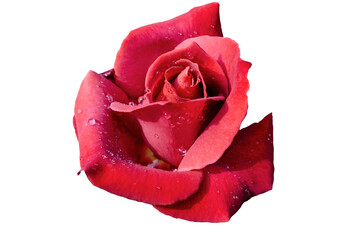 Blurred red rose with isolate background