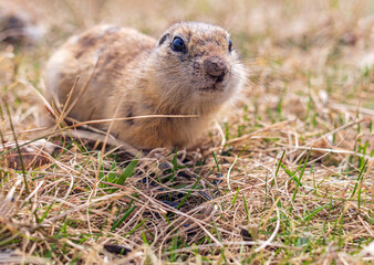 Gopher on the lawn. Close-up. Portrait of an animal.