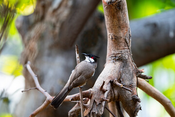 Red - whiskered Bulbul