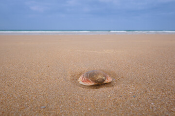 Fototapeta na wymiar Concha marina en primer plano sobre arena de playa y mal al fondo con cielo nublado. Conil, España.
