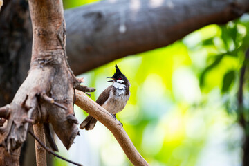 Red - whiskered Bulbul